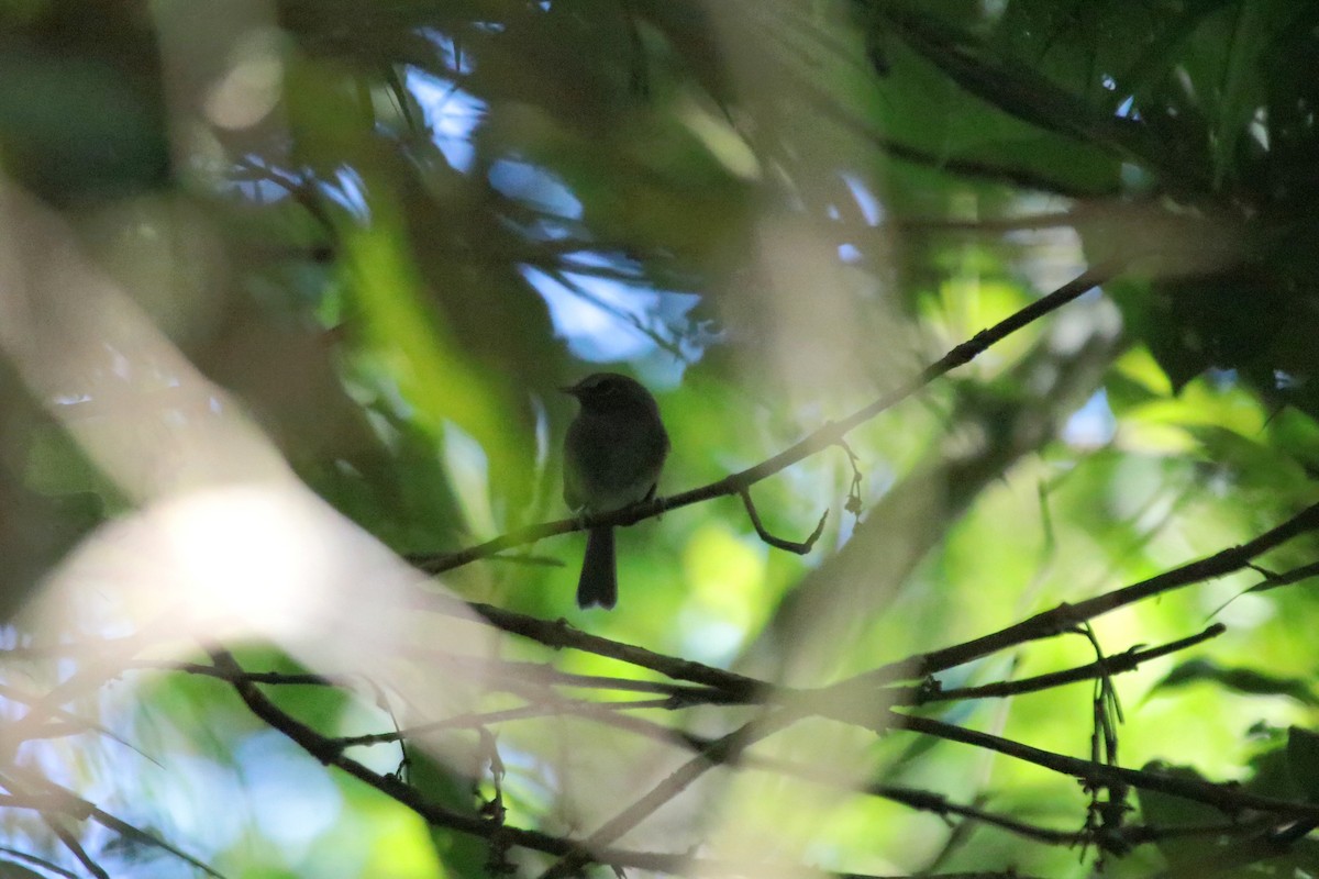 Drab-breasted Pygmy-Tyrant - ML636058216