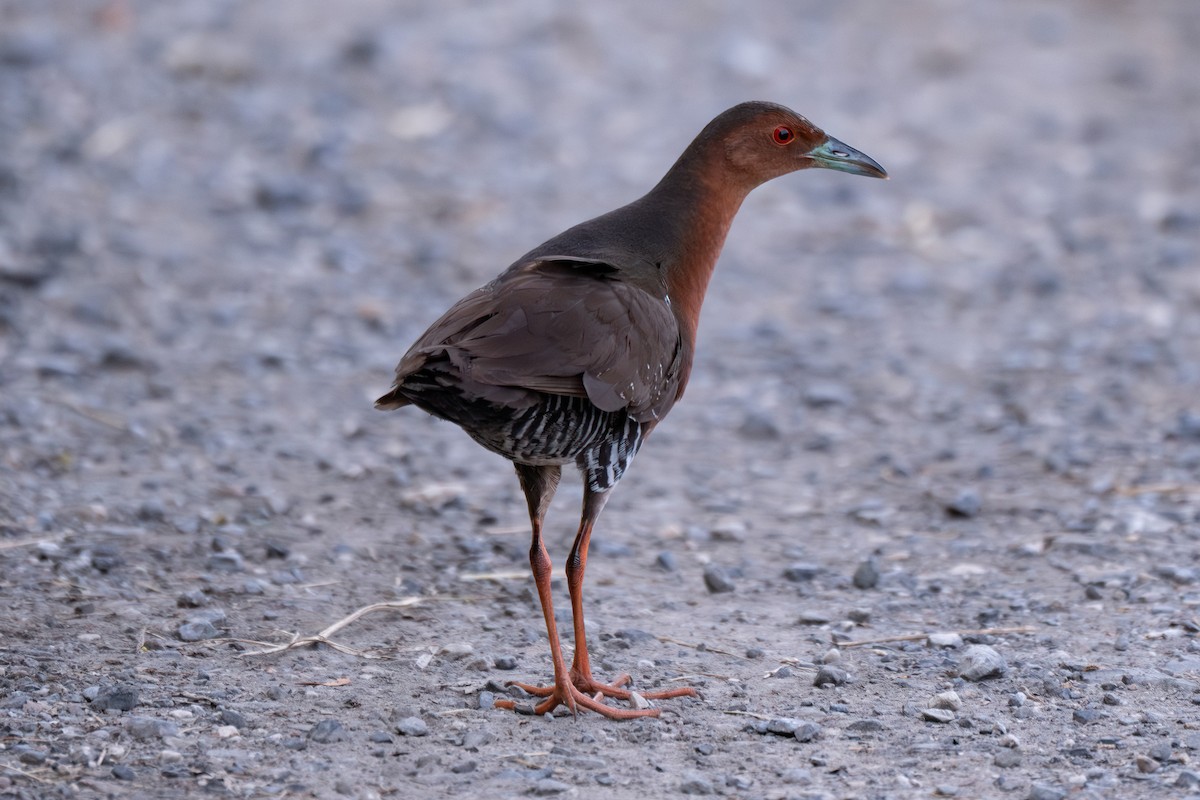 Band-bellied Crake - ML636058222