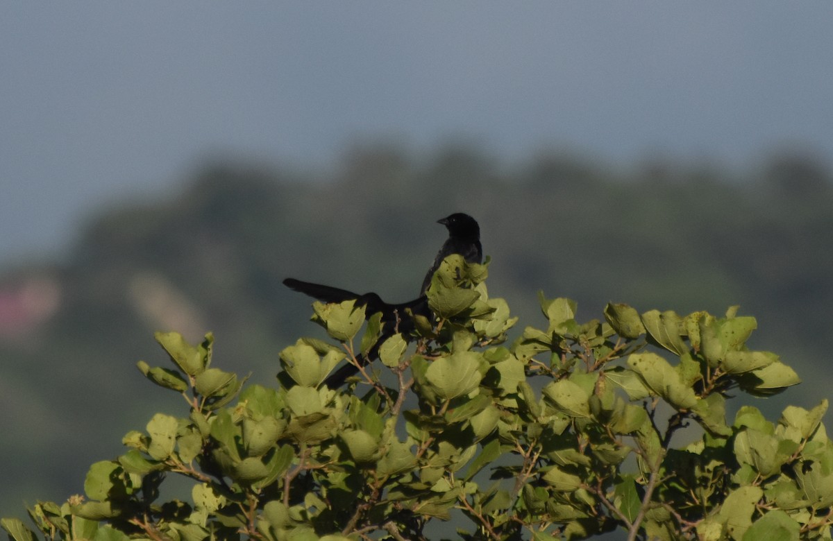 Red-collared Widowbird - ML636058224