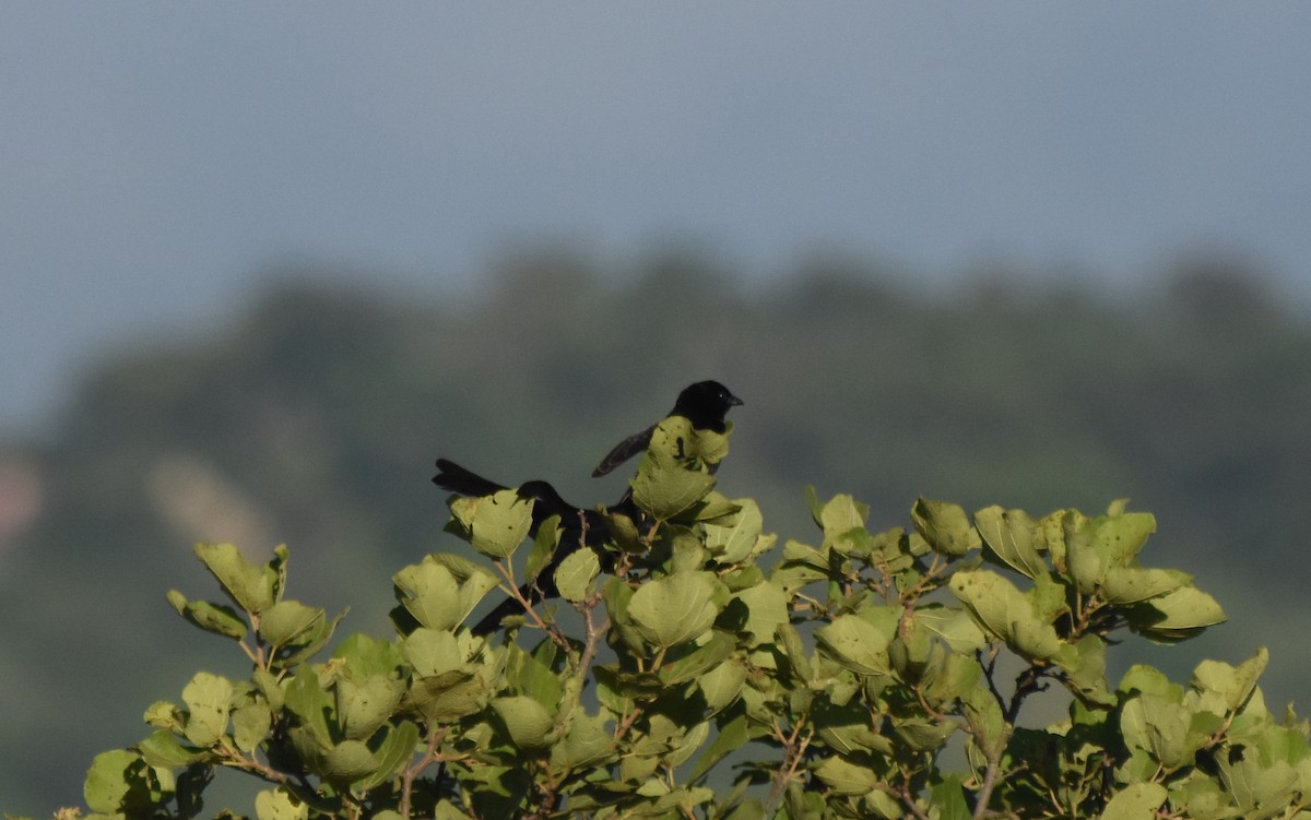 Red-collared Widowbird - ML636058225