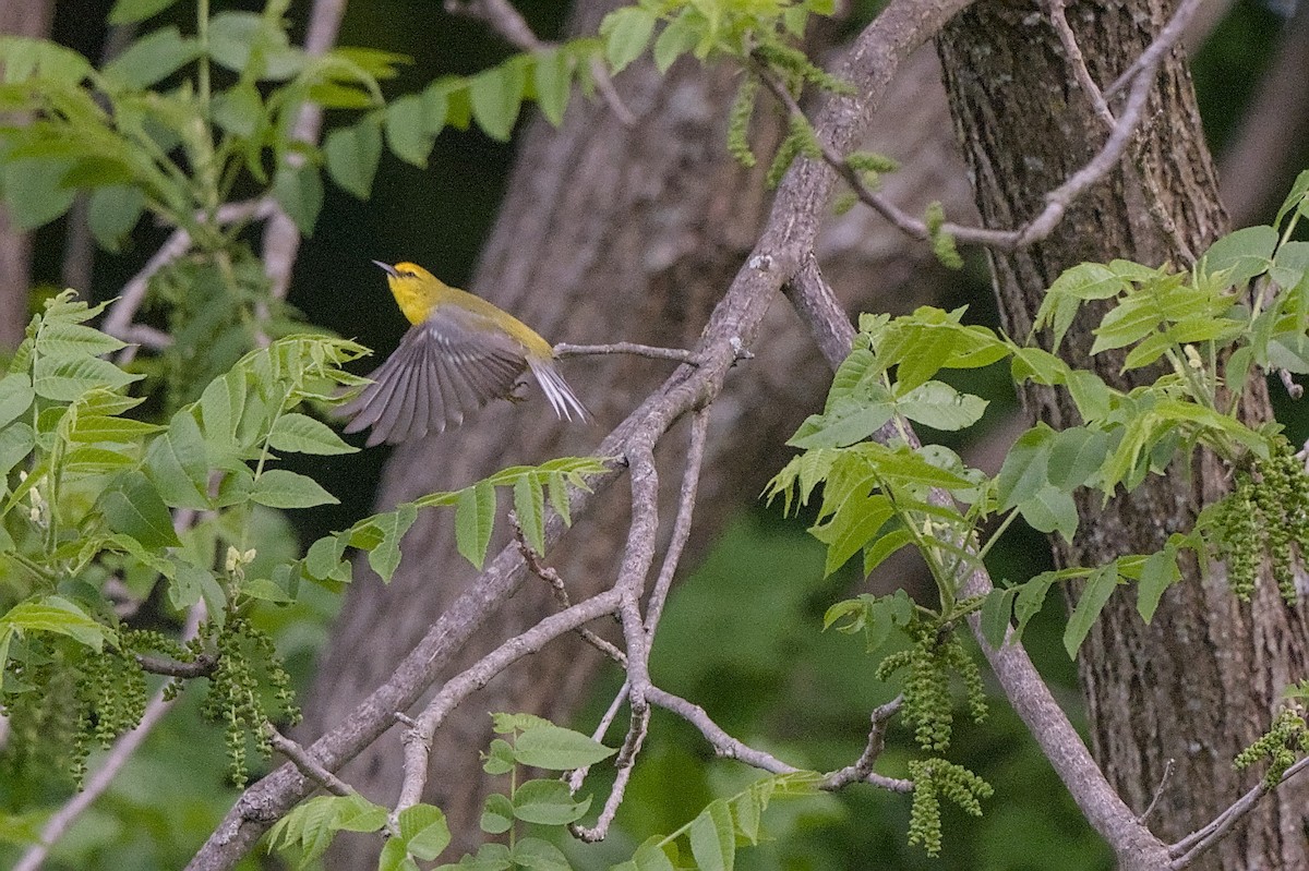 Blue-winged Warbler - ML636058245
