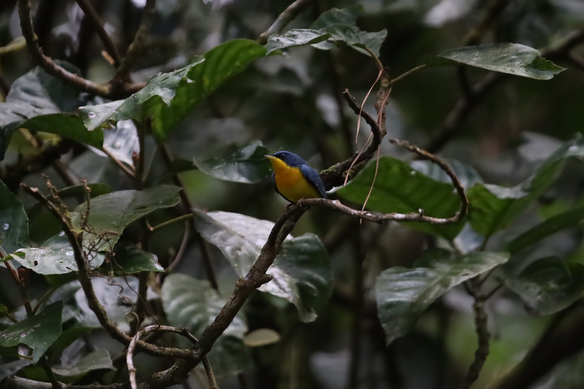 Tropical Parula - ML636058339