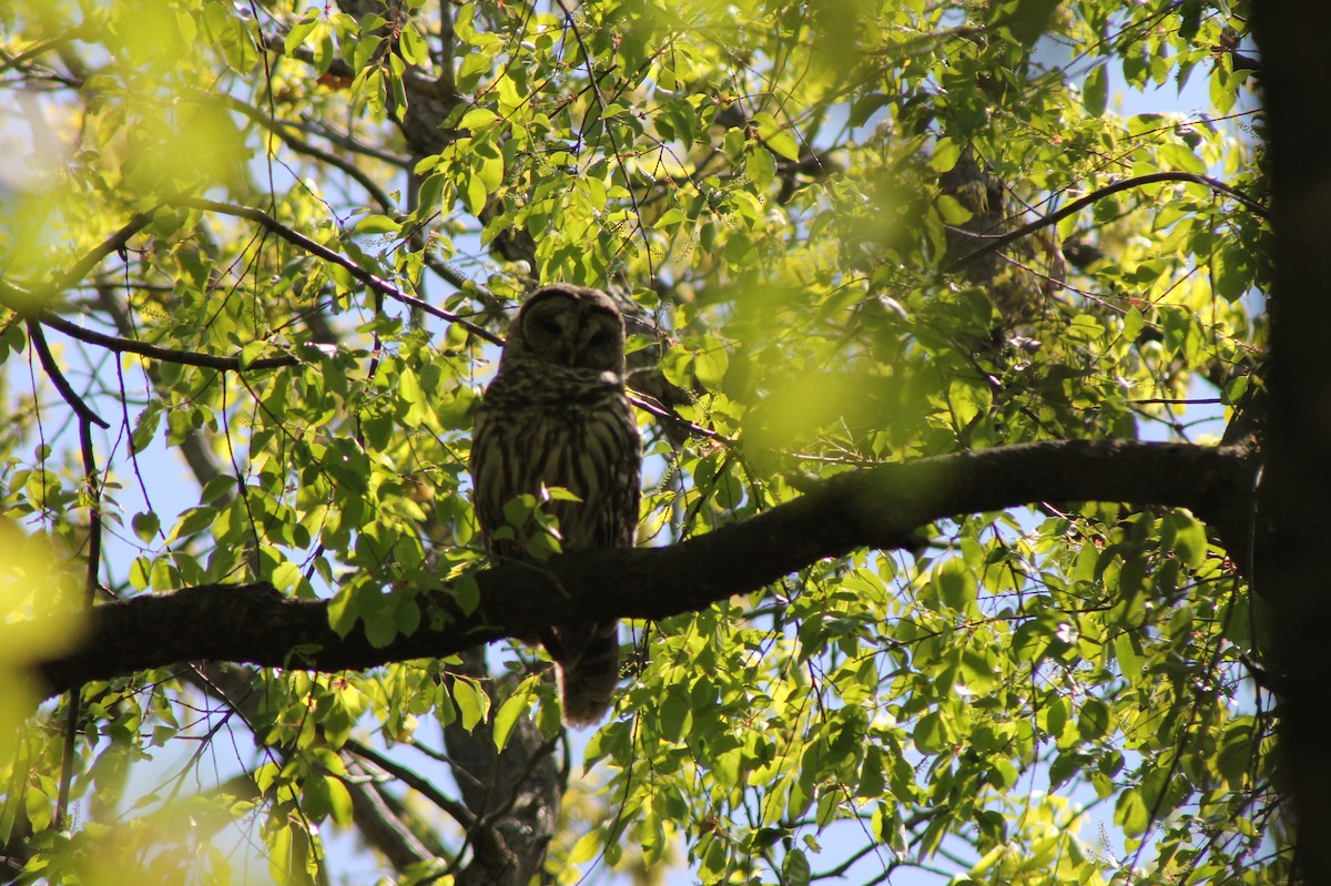 Barred Owl - ML636058346