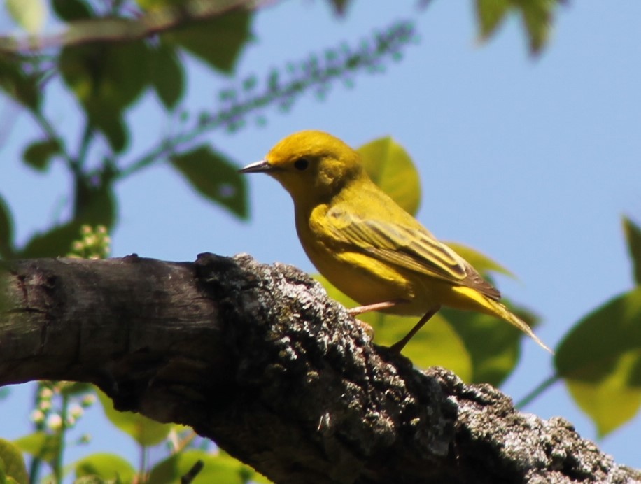 Northern Yellow Warbler - ML636058436