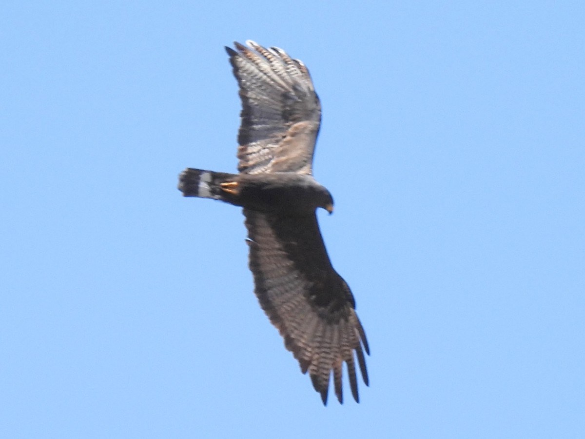 Zone-tailed Hawk - ML636058465