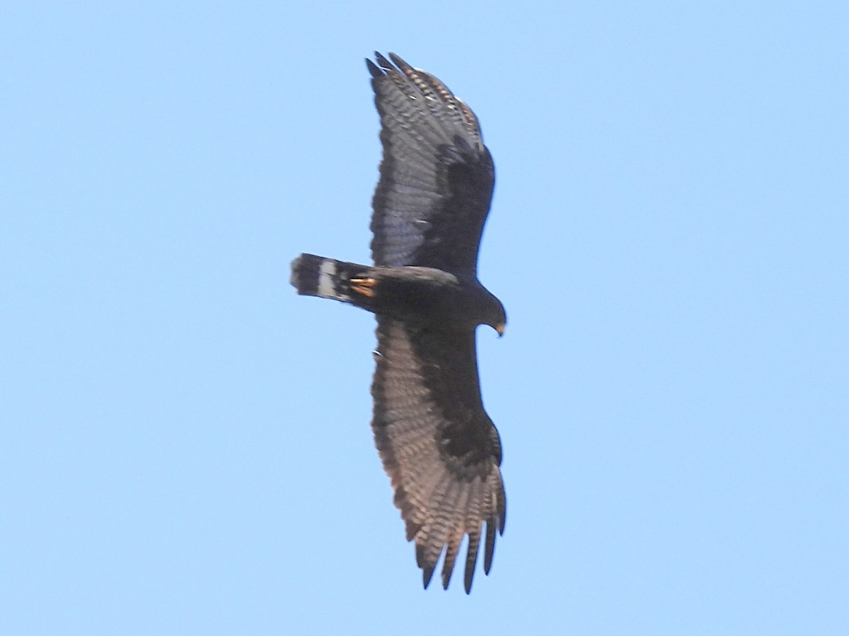Zone-tailed Hawk - ML636058476