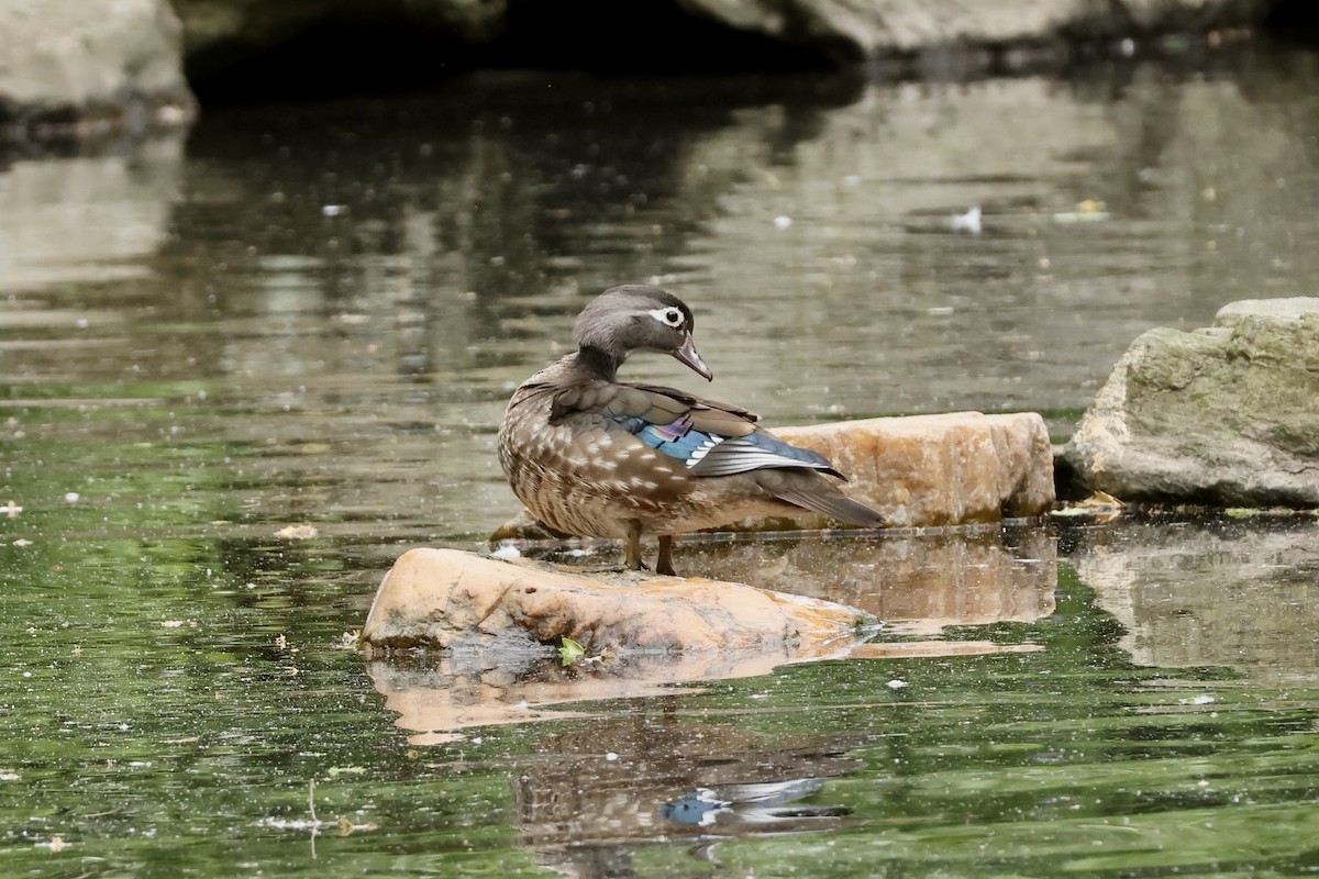 Wood Duck - ML636058507