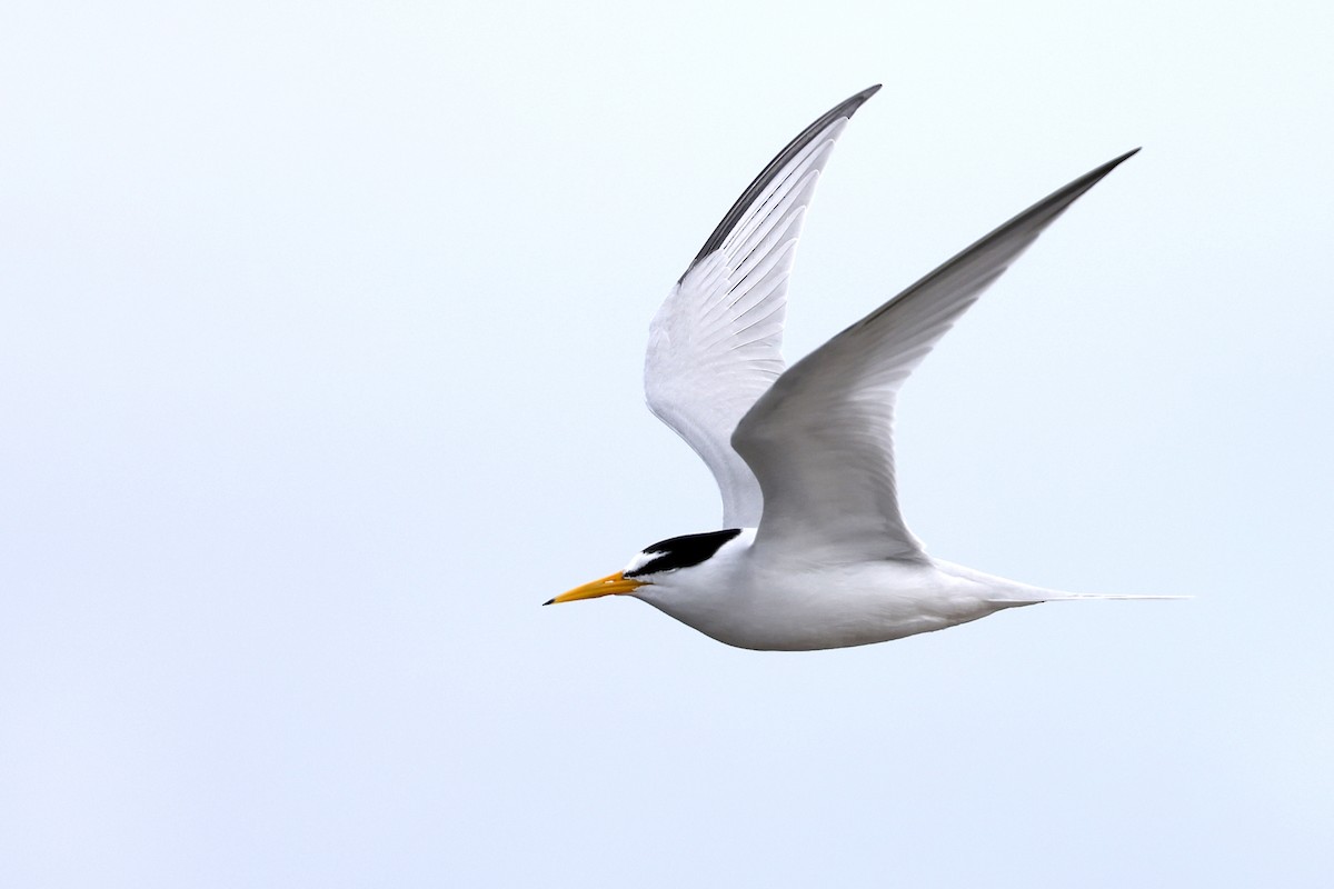 Крячок карибський - ML636058508