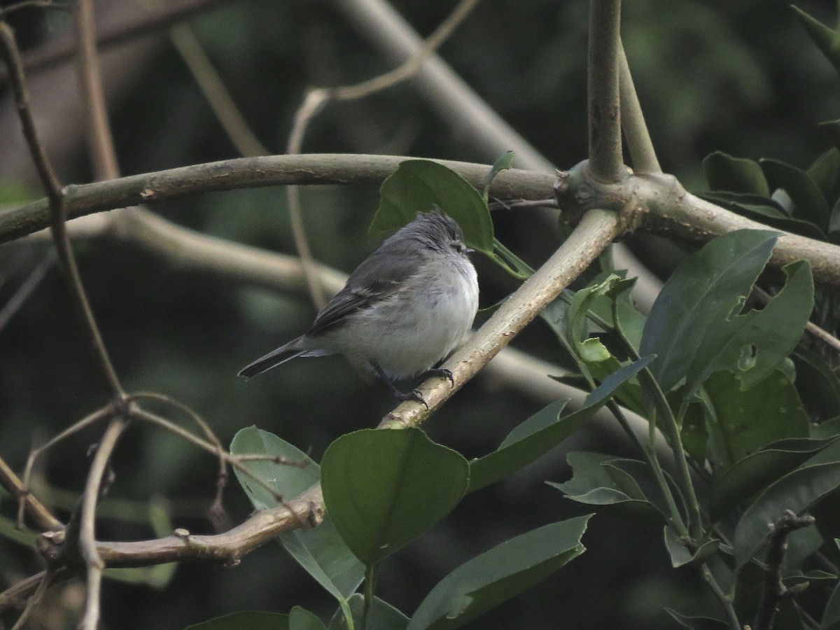 White-crested Tyrannulet (White-bellied) - ML636058614
