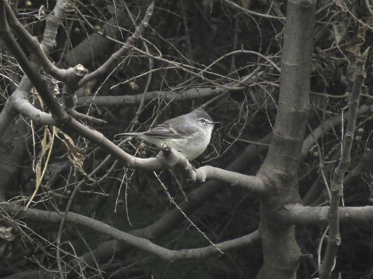 White-crested Tyrannulet (White-bellied) - ML636058615