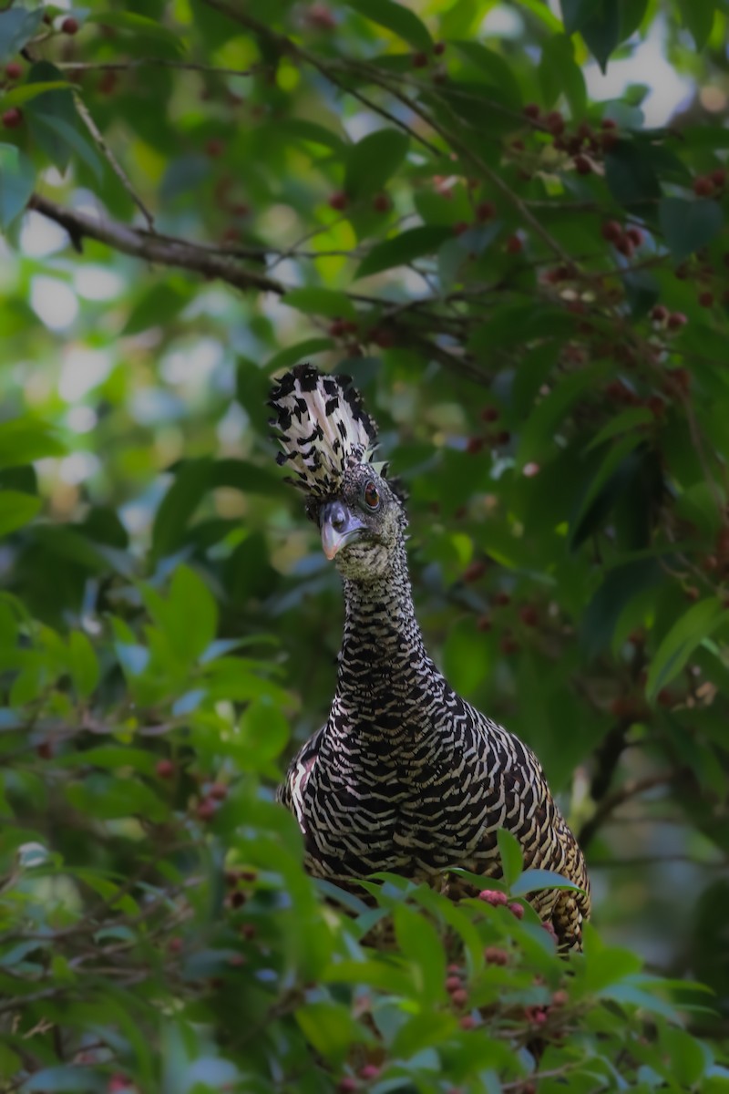 Great Curassow - ML636058654
