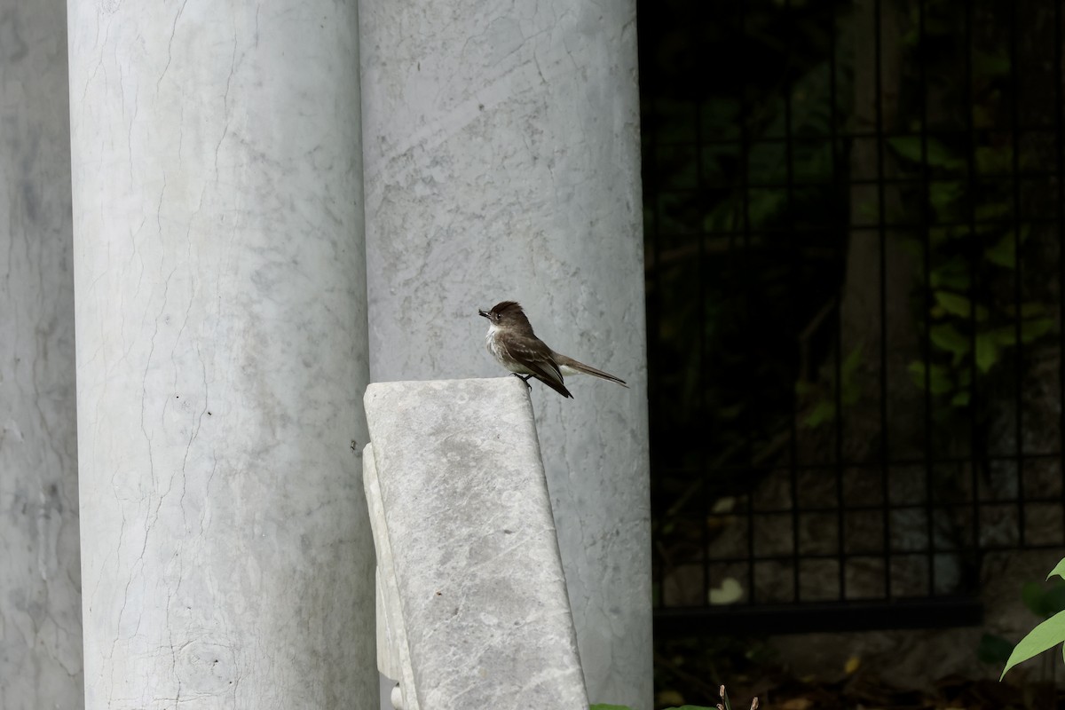 Eastern Phoebe - ML636058685