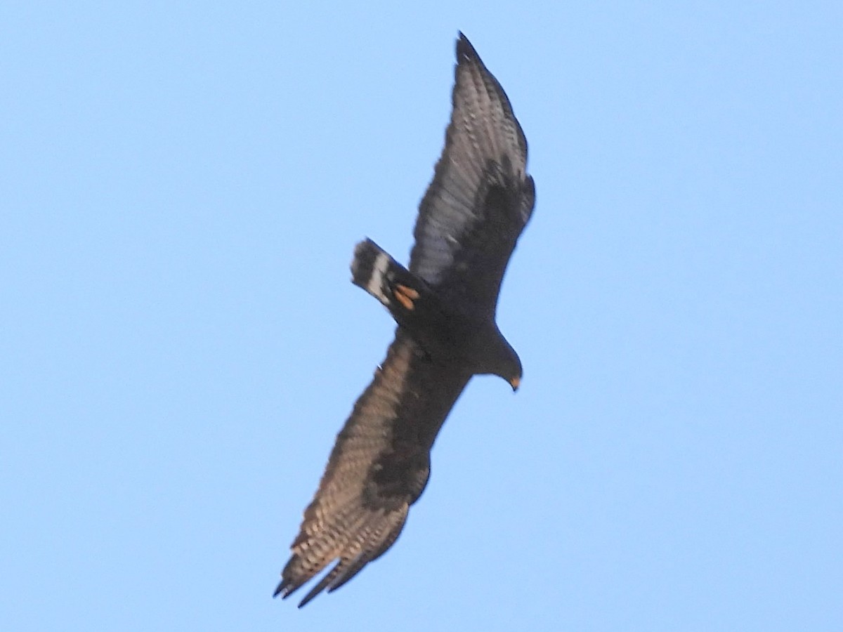 Zone-tailed Hawk - ML636058805