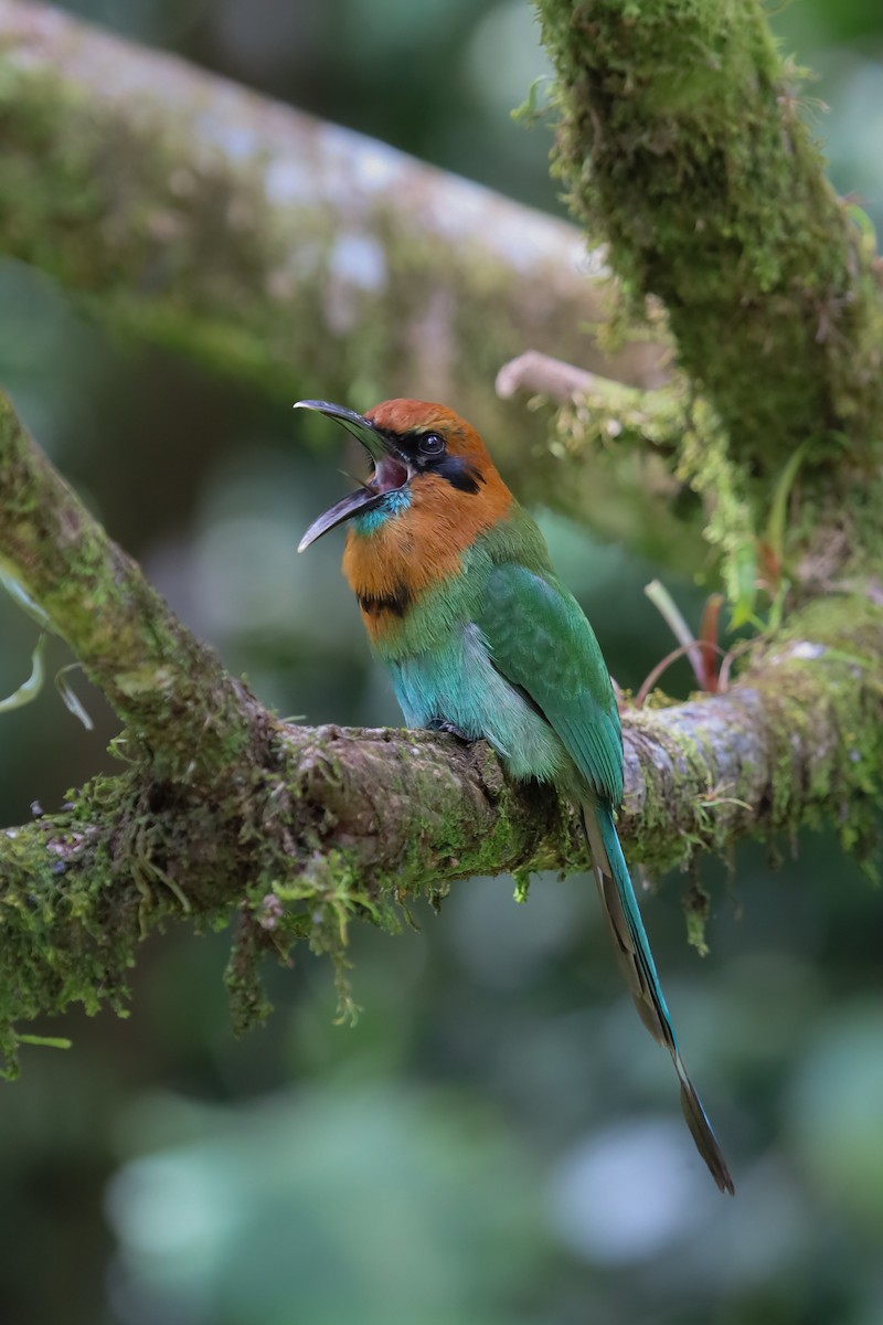 Broad-billed Motmot - ML636058876