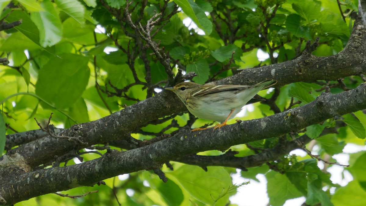 Blackpoll Warbler - ML636058892