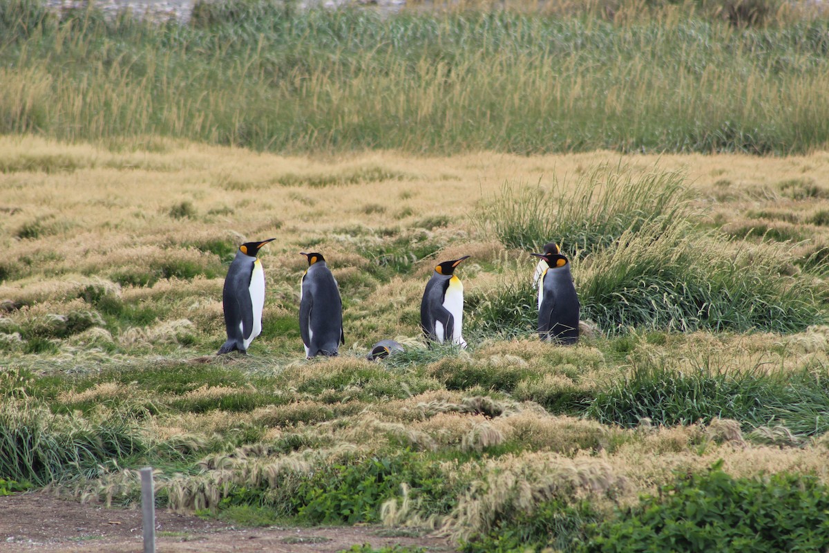 King Penguin - ML636058894