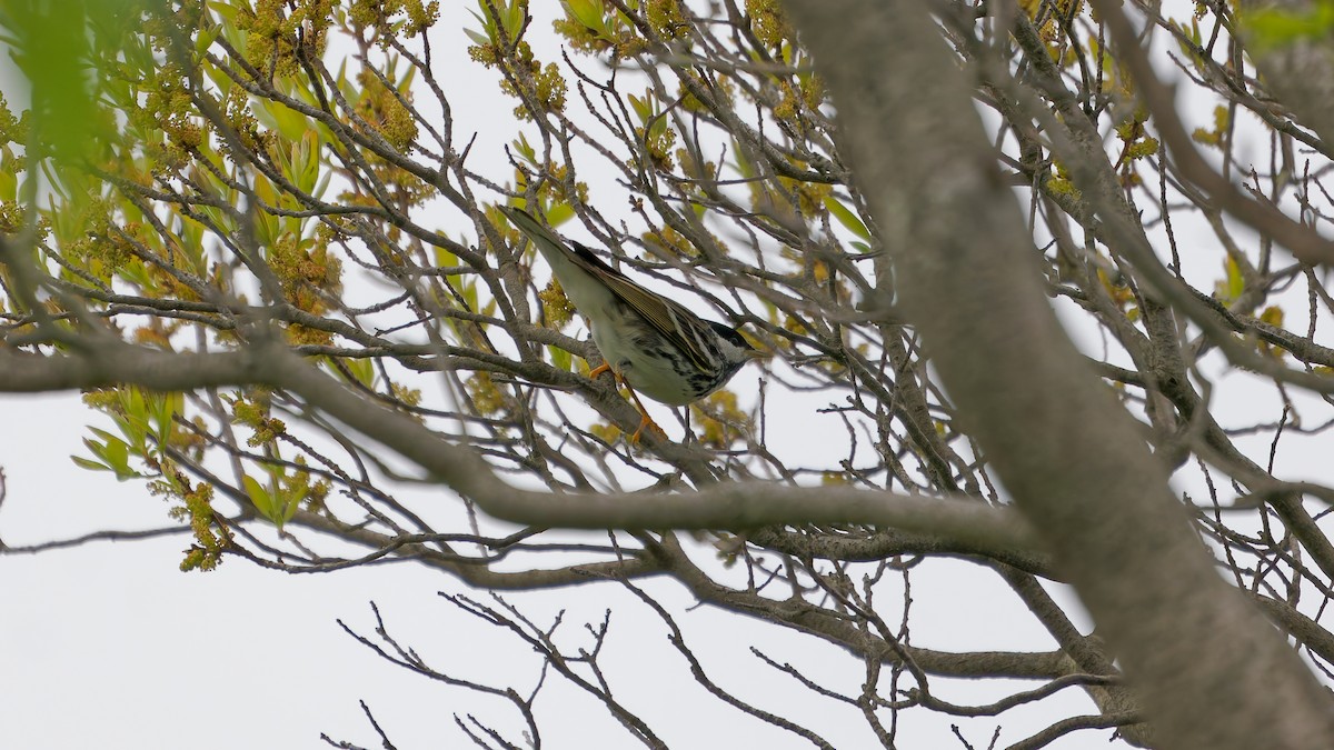 Blackpoll Warbler - ML636058897