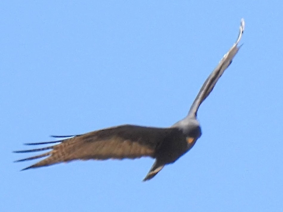 Zone-tailed Hawk - ML636058964
