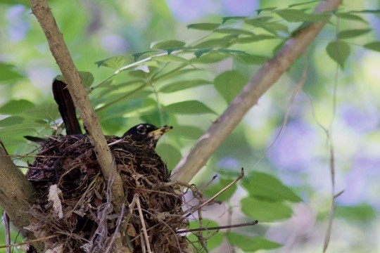 American Robin - ML636059011