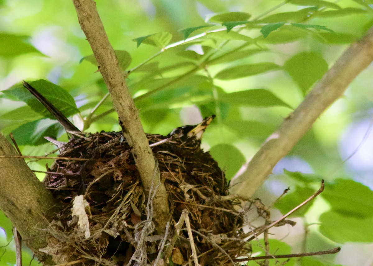 American Robin - ML636059061
