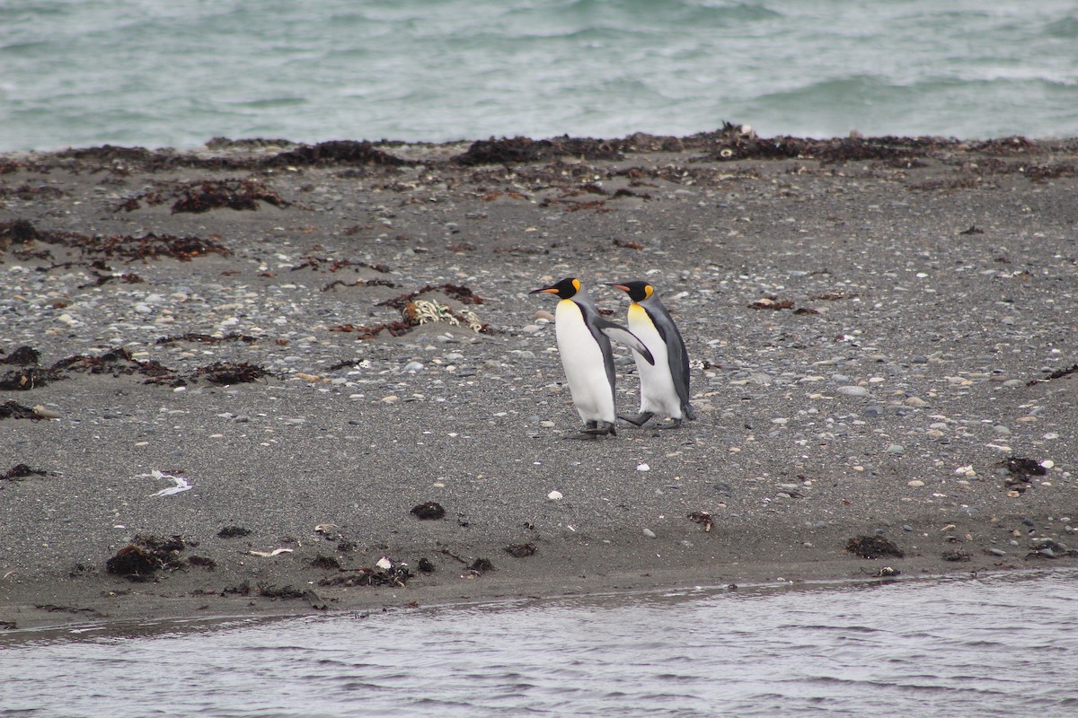 King Penguin - ML636059087