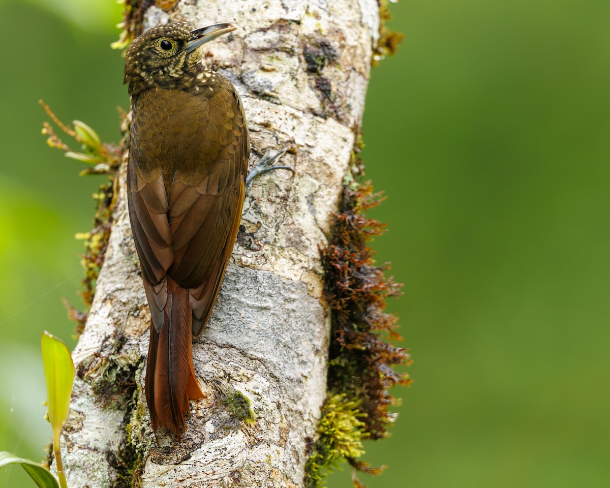 Olive-backed Woodcreeper - ML636059207
