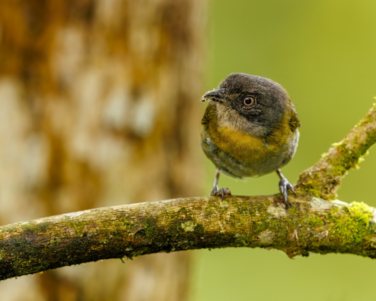 Common Chlorospingus (Northern Andes) - ML636059259