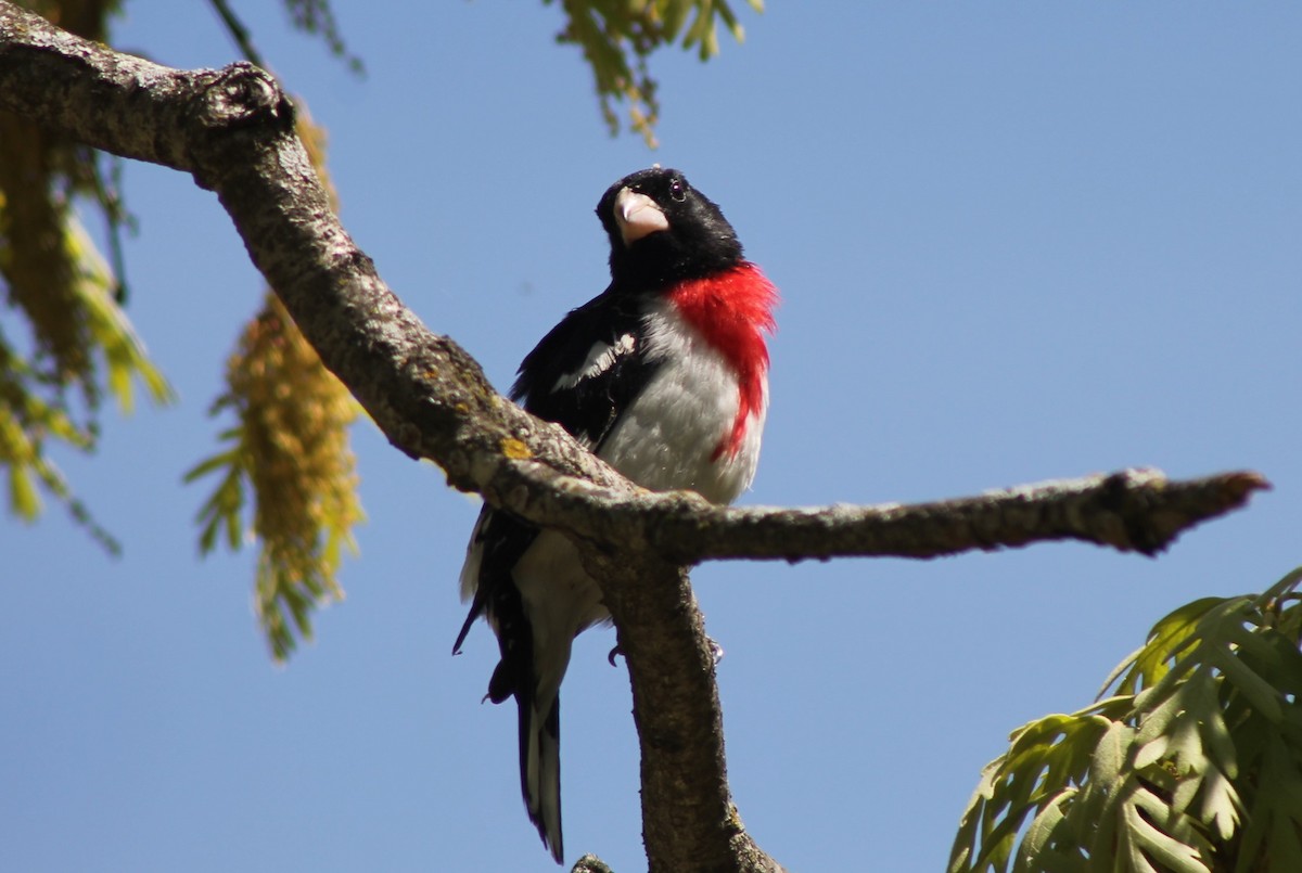 Rose-breasted Grosbeak - ML636059307