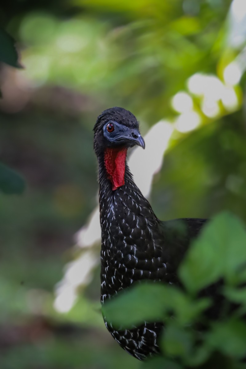 Crested Guan - ML636059309