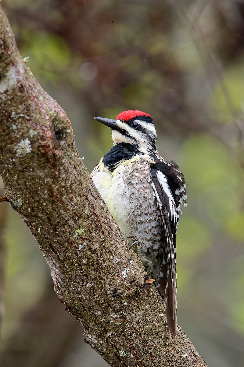 Yellow-bellied Sapsucker - ML636059322