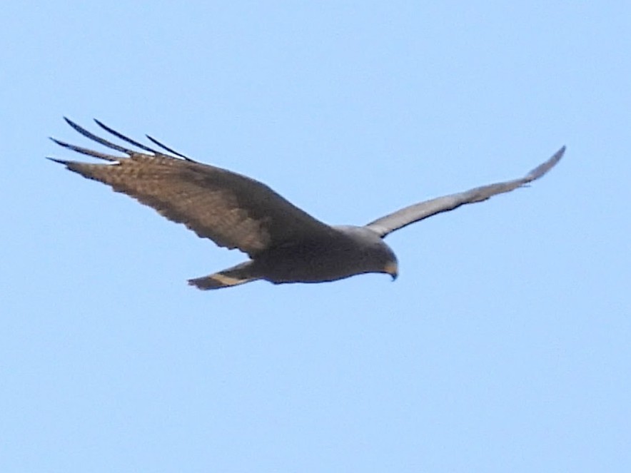 Zone-tailed Hawk - ML636059415