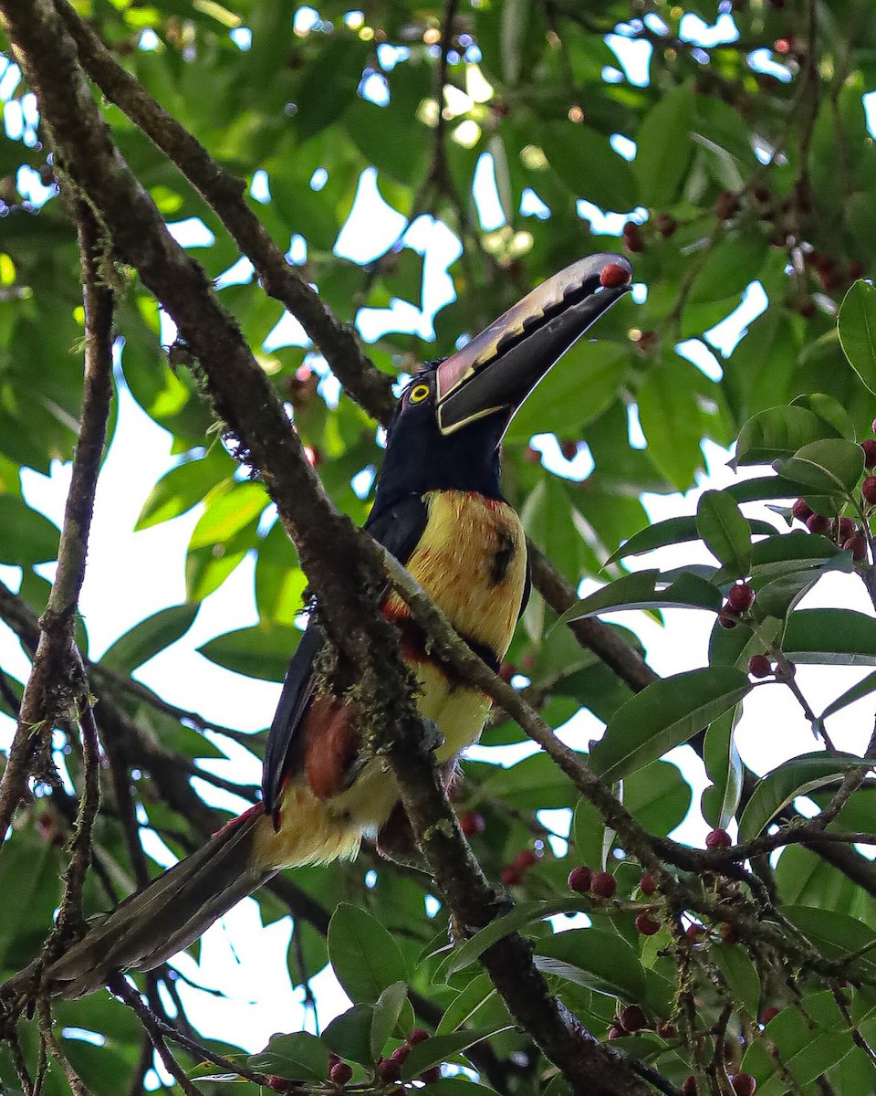 Collared Aracari - ML636059446