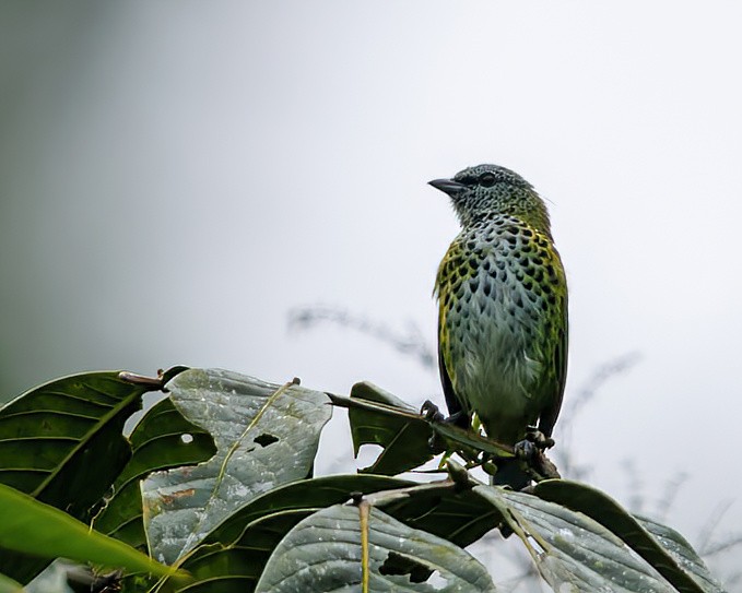 Spotted Tanager - ML636059586