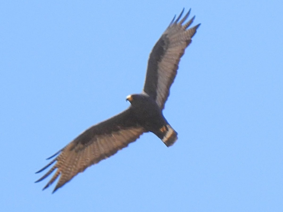 Zone-tailed Hawk - ML636059653