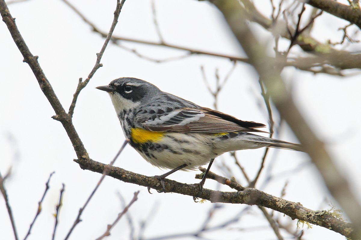 Yellow-rumped Warbler - ML636059662