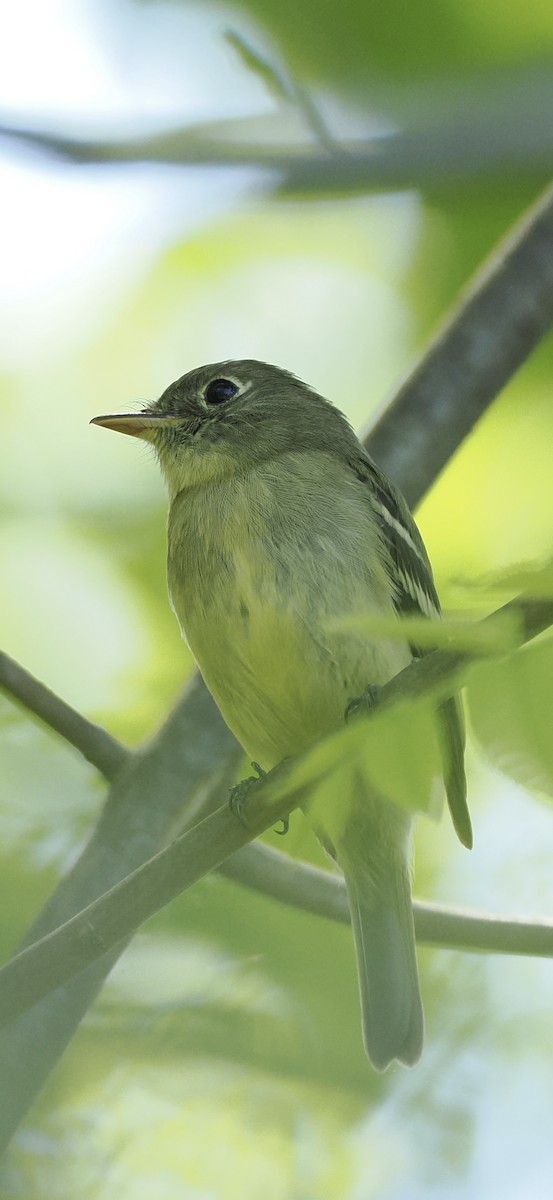 Yellow-bellied Flycatcher - ML636059716