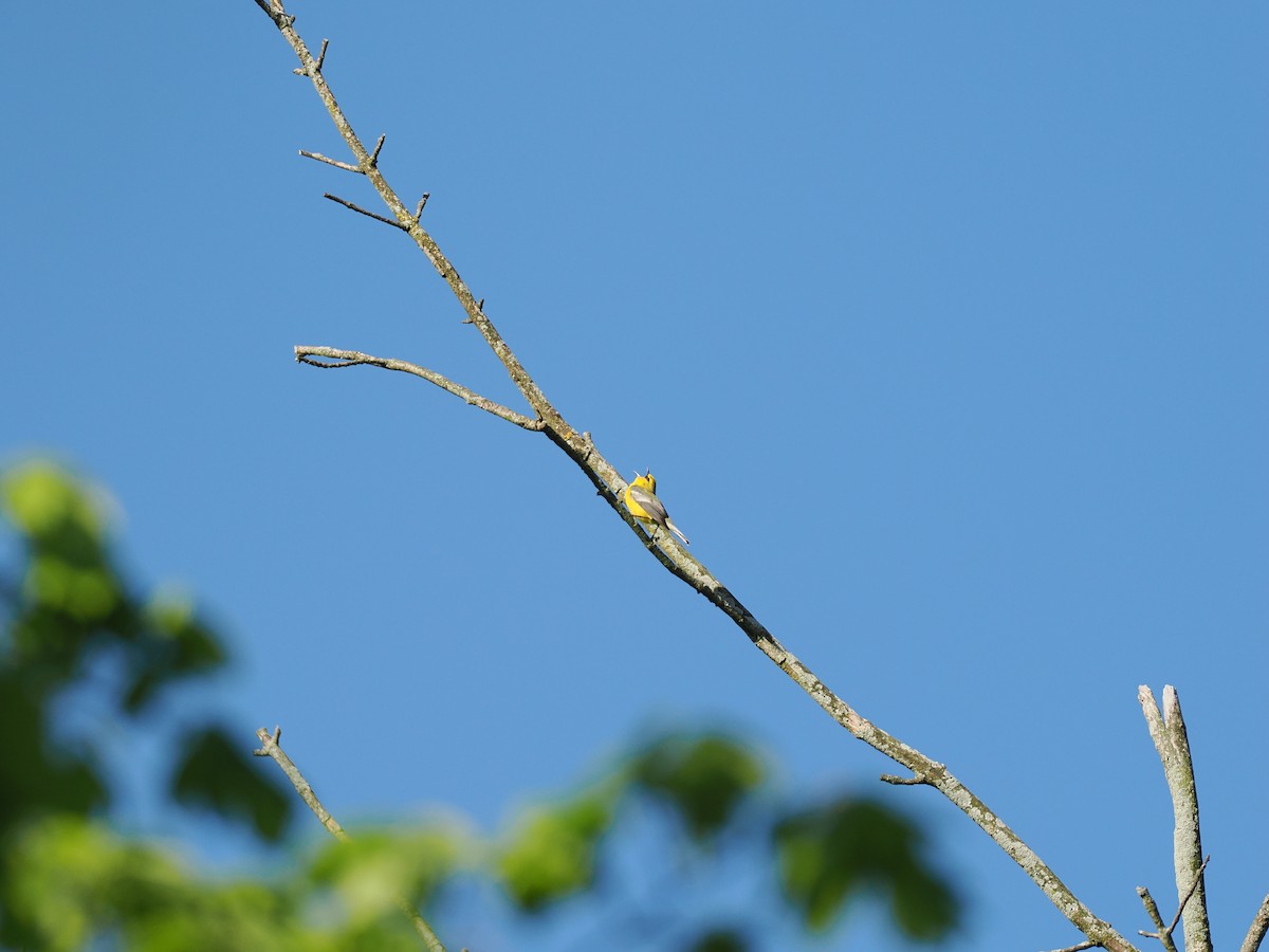 Blue-winged Warbler - ML636059767