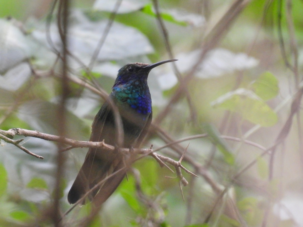 Mexican Violetear - ML636059831