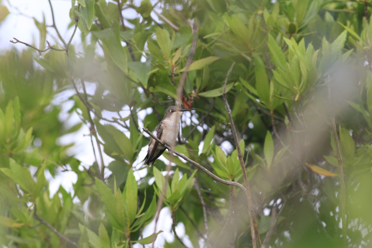 Ruby-throated Hummingbird - ML636059846
