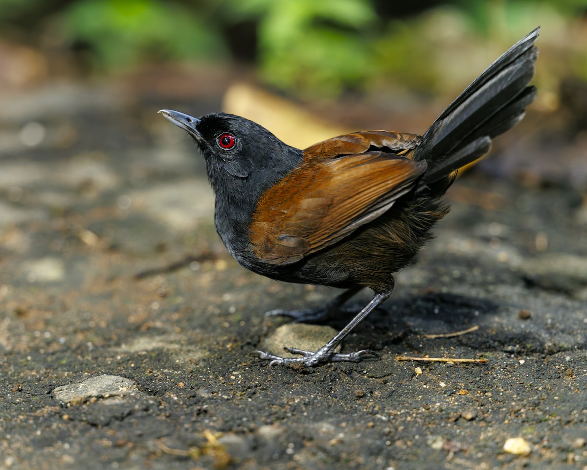 Western Fire-eye (Black-bellied) - ML636059885