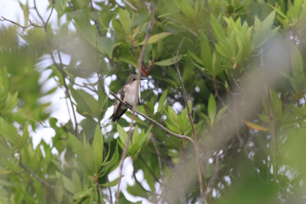 Ruby-throated Hummingbird - ML636059901