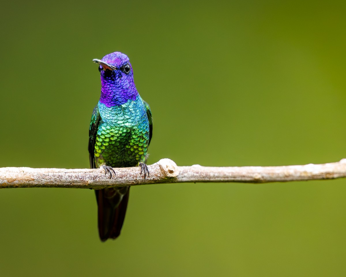 Golden-tailed Sapphire - ML636060085