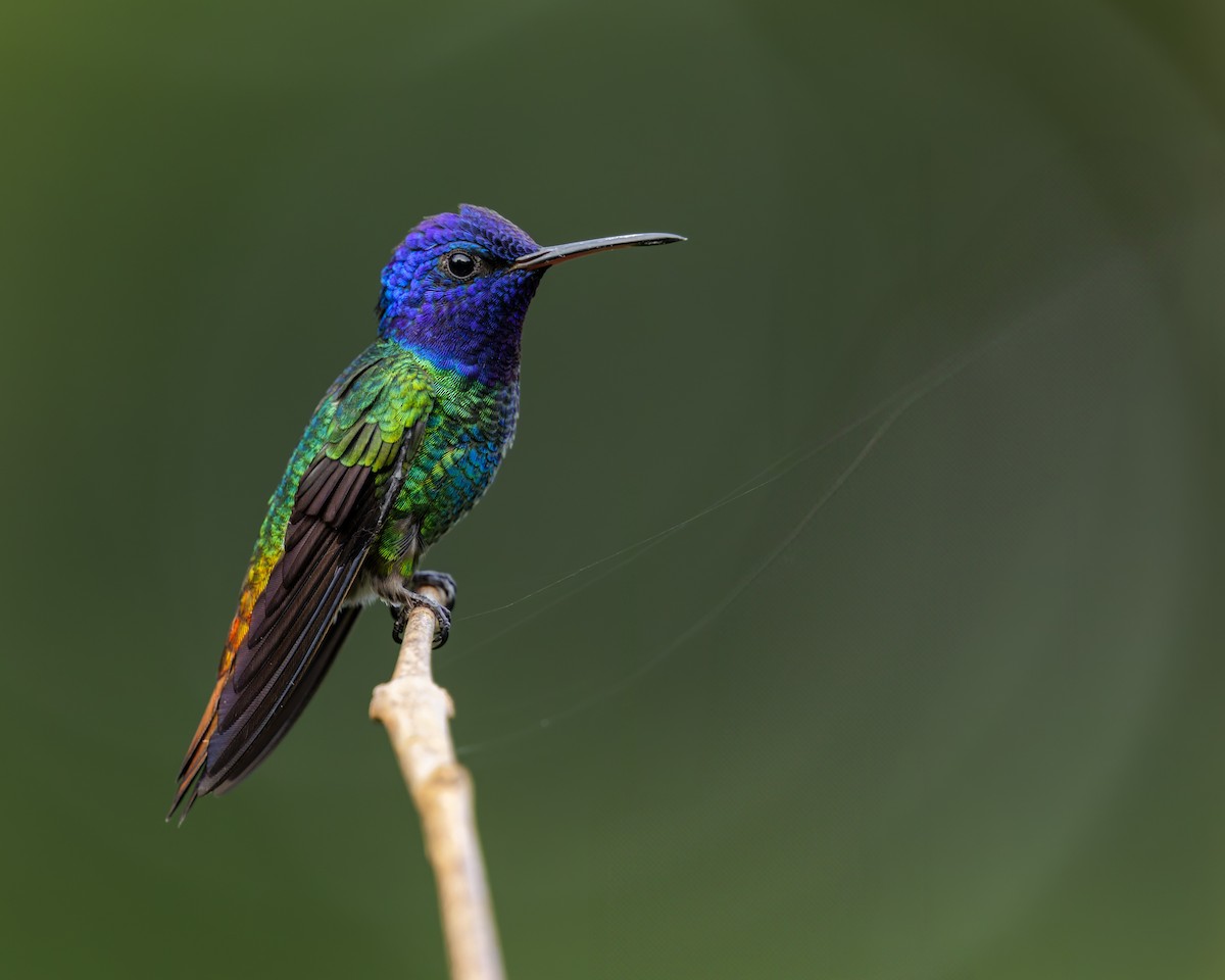 Golden-tailed Sapphire - ML636060086