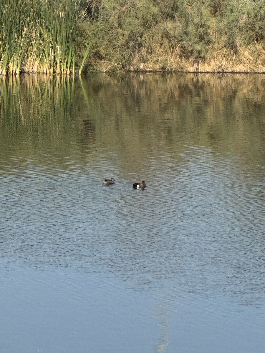 Blue-winged Teal - ML636060207