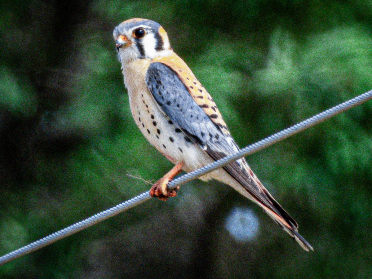American Kestrel - ML636060248