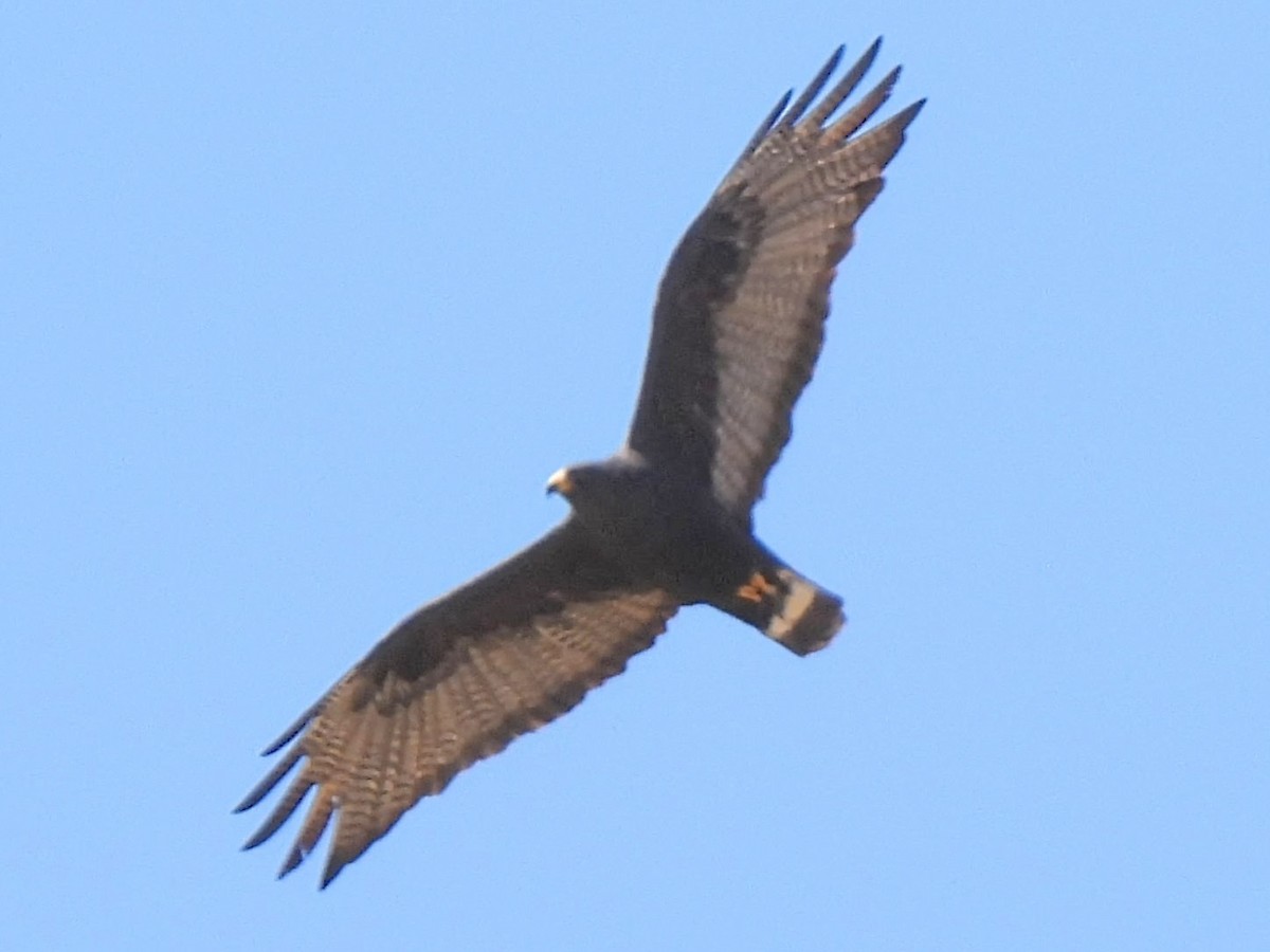 Zone-tailed Hawk - ML636060315