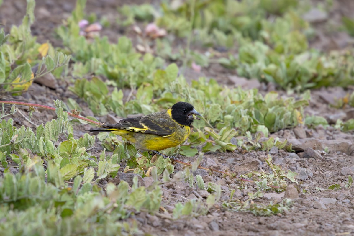 Thick-billed Siskin - ML636060326