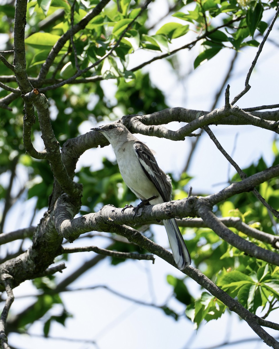 Northern Mockingbird - ML636060560