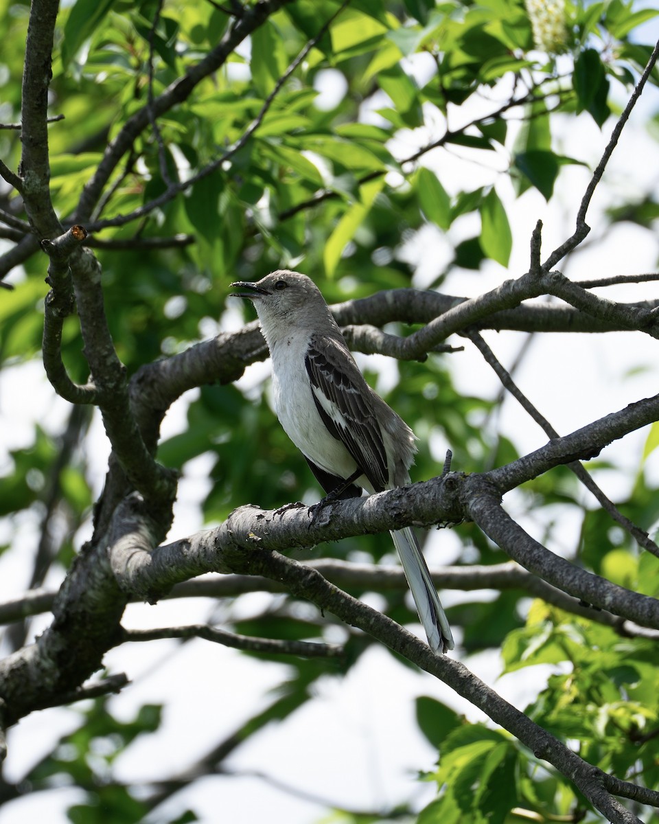 Northern Mockingbird - ML636060561