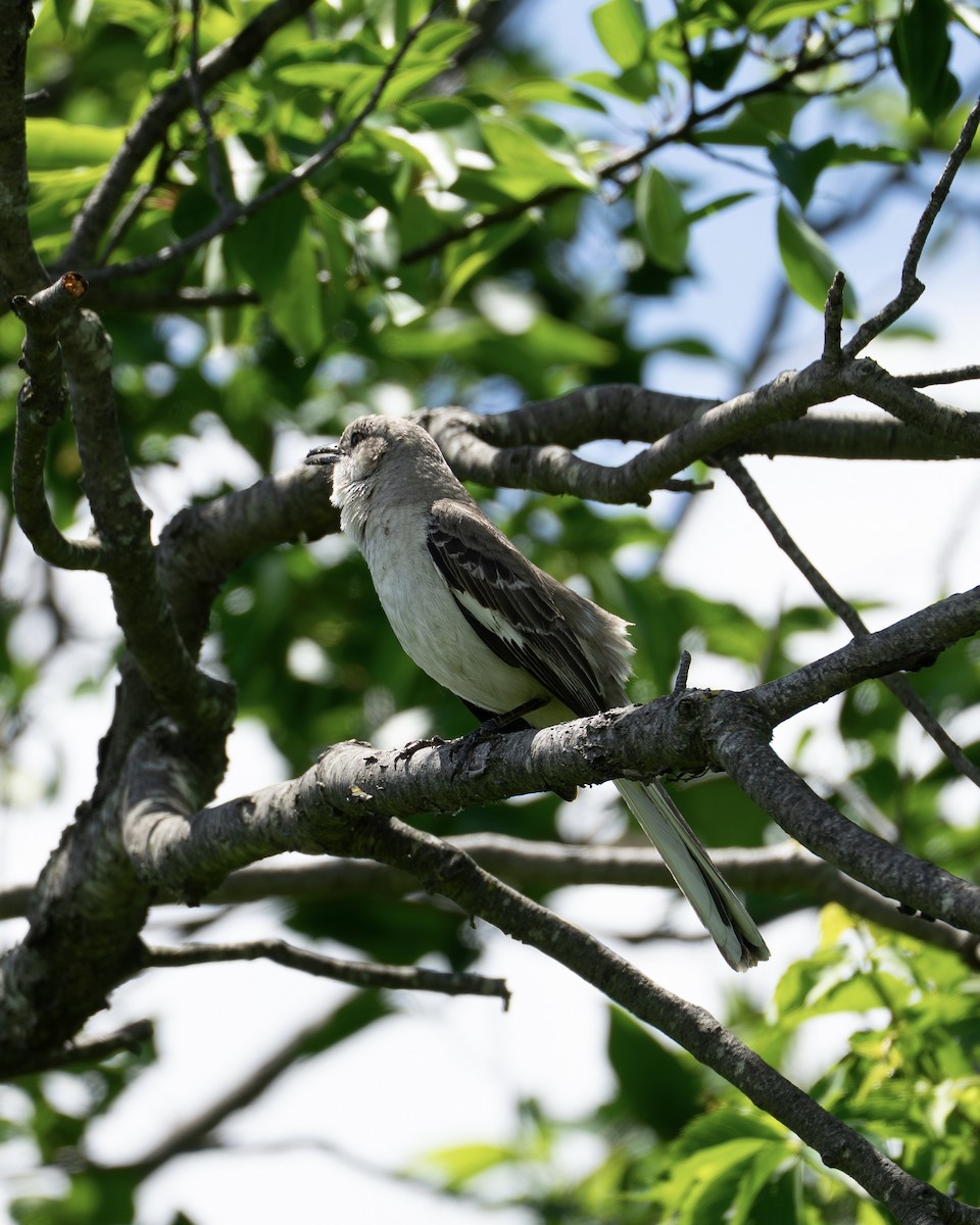 Northern Mockingbird - ML636060562